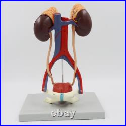 5 Parts Human kidney bladder model Arteriovenous Urinary system model