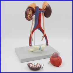 5 Parts Human kidney bladder model Arteriovenous Urinary system model