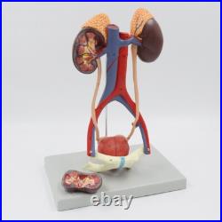 5 Parts Human kidney bladder model Arteriovenous Urinary system model 5 Parts Human kidney bladder model Arteriovenous Urinary system model
