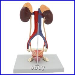 5 Parts Human kidney bladder model Arteriovenous Urinary system model