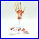 7Parts Life Size Anatomical Hand Skeleton Model Ligament Muscles Nerves Arteries