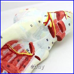 9Parts 11 Human Foot Joint Muscle Ligament Plantar Anatomical Surgery Model