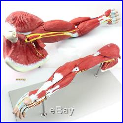 Advanced Lower Muscled Leg with Knee (13 parts), Muscle Anatomy Model