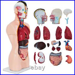 Anatomical Anatomy Teaching Model 33.5 Tall Human Torso Organ 19 Parts Male