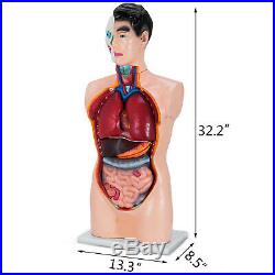 Anatomical Anatomy Teaching Model 85cm Tall Human Torso Organ 19 Parts Adult