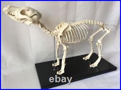 Anatomical Canine Skeleton Pet Dog Veterinary Teaching Animal Model Spare Parts