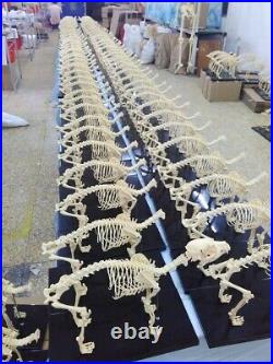Anatomical Canine Skeleton Pet Dog Veterinary Teaching Animal Model Spare Parts