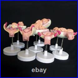 Anatomical Human Fetal Model Baby Fetus Foetus Pregnancy Anatomy Teaching Parts