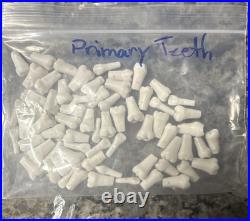 Bag of Primary Typodont Teeth Dental Model Parts for Dentistry Practice