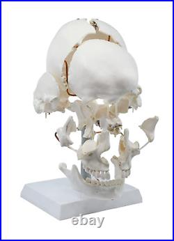 Beauchene Exploded Skull Model 13 Parts Life Size Mounted on Articulated S