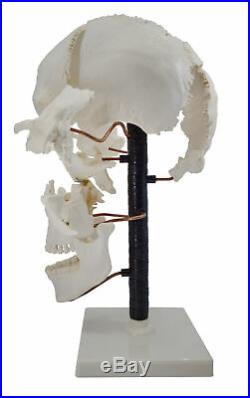 Beauchene Skull Model 22 Parts, Mounted on Stand Natural Size Eisco Labs