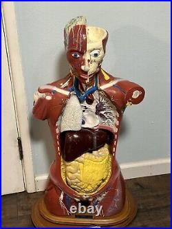 Bobbitt Laboratories Vintage Anatomical Torso Model- Missing Parts