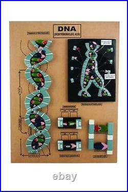 DNA Structure Model 5 Parts Mounted on Base Eisco Labs