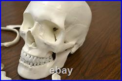 Disarticulated Human Skeleton Model Life Sized 200+ Parts hBARSCI