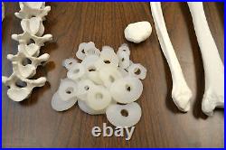 Disarticulated Human Skeleton Model Life Sized 200+ Parts hBARSCI