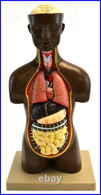 Eisco Labs African Model Torso with Head- 9 Parts (19.5 Tall)