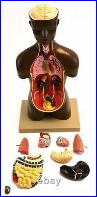 Eisco Labs African Model Torso with Head- 9 Parts (19.5 Tall)