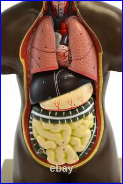 Eisco Labs African Model Torso with Head- 9 Parts (19.5 Tall)