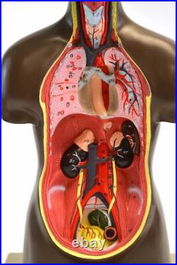 Eisco Labs African Model Torso with Head- 9 Parts (19.5 Tall) Eisco Labs African Model Torso with Head- 9 Parts (19.5 Tall)