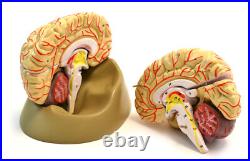 Eisco Labs Life Size Human Brain Model with Arteries 8 Parts with Stand