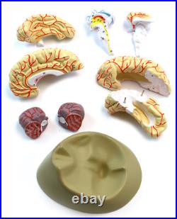 Eisco Labs Life Size Human Brain Model with Arteries 8 Parts with Stand