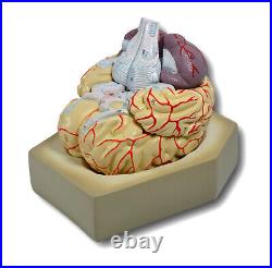 Eisco Labs Model Human Brain 8 Parts