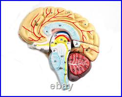 Eisco Labs Model, Human Brain, With Arteries, 9 Parts