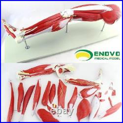 Enovo 23 Parts Human Leg Muscle Anatomy Model Hospital School Education Study