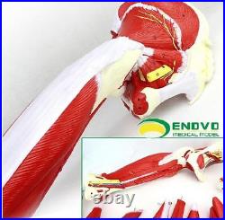 Enovo 23 Parts Human Leg Muscle Anatomy Model Hospital School Education Study