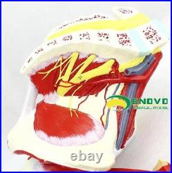 Enovo 23 Parts Human Leg Muscle Anatomy Model Hospital School Education Study