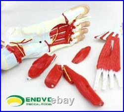 Enovo 23 Parts Human Leg Muscle Anatomy Model Hospital School Education Study