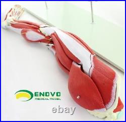 Enovo 23 Parts Human Leg Muscle Anatomy Model Hospital School Education Study