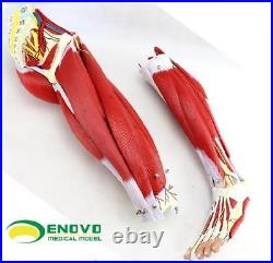Enovo 23 Parts Human Leg Muscle Anatomy Model Hospital School Education Study