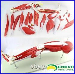 Enovo 23 Parts Human Leg Muscle Anatomy Model Hospital School Education Study