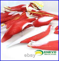 Enovo 23 Parts Human Leg Muscle Anatomy Model Hospital School Education Study