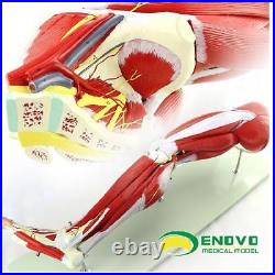 Enovo 23 Parts Human Leg Muscle Anatomy Model Hospital School Education Study