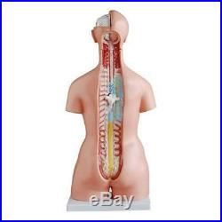 Human 85cm Unisex Torso Anatomical Model 40 Parts Life Size Medical Anatomy