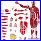 Human Anatomy Muscle Model 27 Parts 33 Inch Half Life Size with Removable Organs