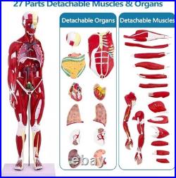 Human Anatomy Muscle Model 27 Parts 33 Inch Half Life Size with Removable Organs