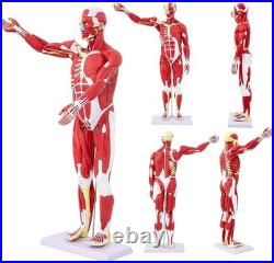 Human Anatomy Muscle Model 27 Parts 33 Inch Half Life Size with Removable Organs