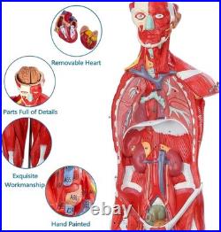 Human Anatomy Muscle Model 27 Parts 33 Inch Half Life Size with Removable Organs