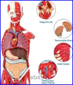 Human Anatomy Muscle Model 27 Parts 33 Inch Half Life Size with Removable Organs