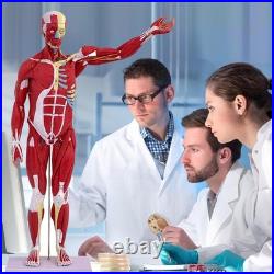 Human Anatomy Muscle Model 27 Parts 33 Inch Half Life Size with Removable Organs