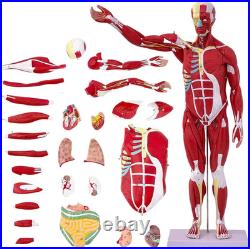 Human Anatomy Muscle Model 27 Parts 33 Inch Half Life Size with Removable Organs