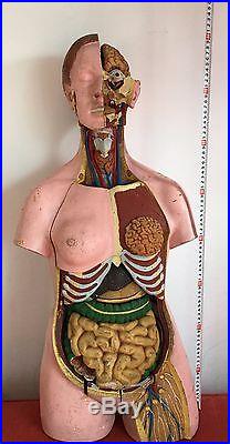 Human Body Antique Vintage Anatomy Art Model Parts Medical Learning Male Female