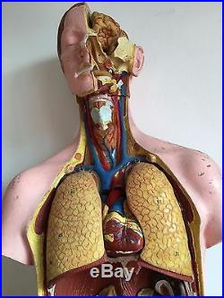 Human Body Antique Vintage Anatomy Art Model Parts Medical Learning