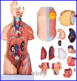 Human Body Model 23 Parts 17Inch Life Size Human Anatomy Model Unisex Human Tors