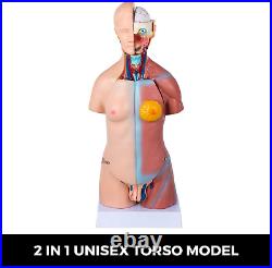 Human Body Model 23 Parts 17Inch Life Size Human Anatomy Model Unisex Human Tors