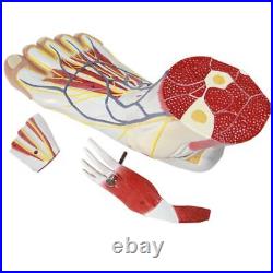 Human Foot Muscle Hierarchy Anatomy Model Parts Medical Laboratory Supplies