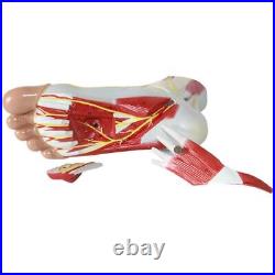 Human Foot Muscle Hierarchy Anatomy Model Parts Medical Laboratory Supplies